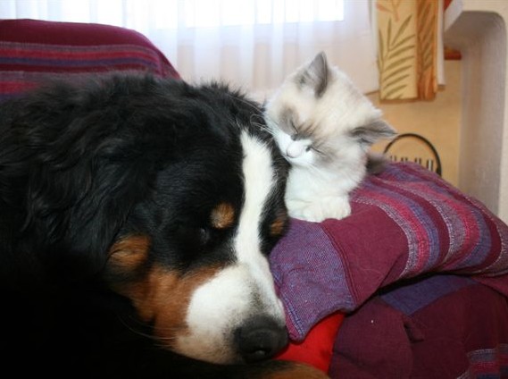 Ragdoll à Malice